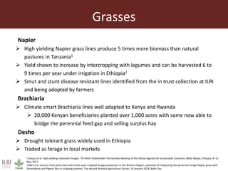 Achieving a “forage revolution” through improved varieties and seed systems
