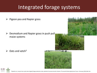 Achieving a “forage revolution” through improved varieties and seed systems