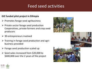 Achieving a “forage revolution” through improved varieties and seed systems