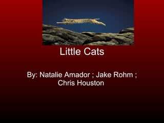Little Cats By: Natalie Amador ; Jake Rohm ; Chris Houston  