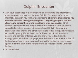 Dolphin Encounter
• Start your experience of a lifetime with an interesting and informative
presentation to prepare you for your Dolphin Encounter. After your
information session you will have an amazing 20 minute encounter as you
enter the world of these gentle dolphins. They will give you a kiss and
allow you to caress them while standing in knee deep water. Stroll
through the Dolphin Cove Jungle, a trails that meander through dense
tropical foliage interspersed with animals and birds in their natural
habitat. Iguanas, snakes and other reptiles are fed as intriguing stories are
narrated by your guide. Birds of the Caribbean and South America macaws and parrots, entertain you and allow you to touch and be
photographed with them. Stingrays, eels, fish and turtles are but a few of
the fascinating sea creatures you will see as the trail passes the seaside
lagoon. Hear the beat of the Jungle Drums as they syncopate Caribbean
rhythms.
• $80 Per Person

 