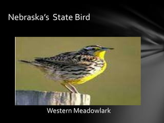 Nebraska’s State Bird

Western Meadowlark

 