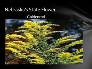 Nebraska’s State Flower
Goldenrod

 
