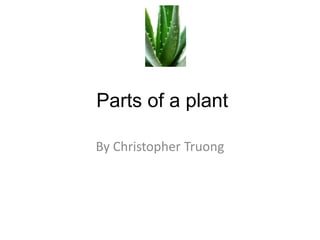 Parts of a plant
By Christopher Truong

 