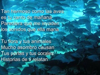 Tan hermoso como las aves  es tu canto de mañana  Pareciera que me invaden  los sonidos que ella mana  Tu flora y tus animales  Mucho asombro causan  Tus perlas y tus corales Historias de ti relatan  