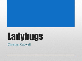 Ladybugs
Christian Cadwell
 