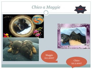 Chico a Maggie  2007Maggie 12.1.2007Chico22.2.2007