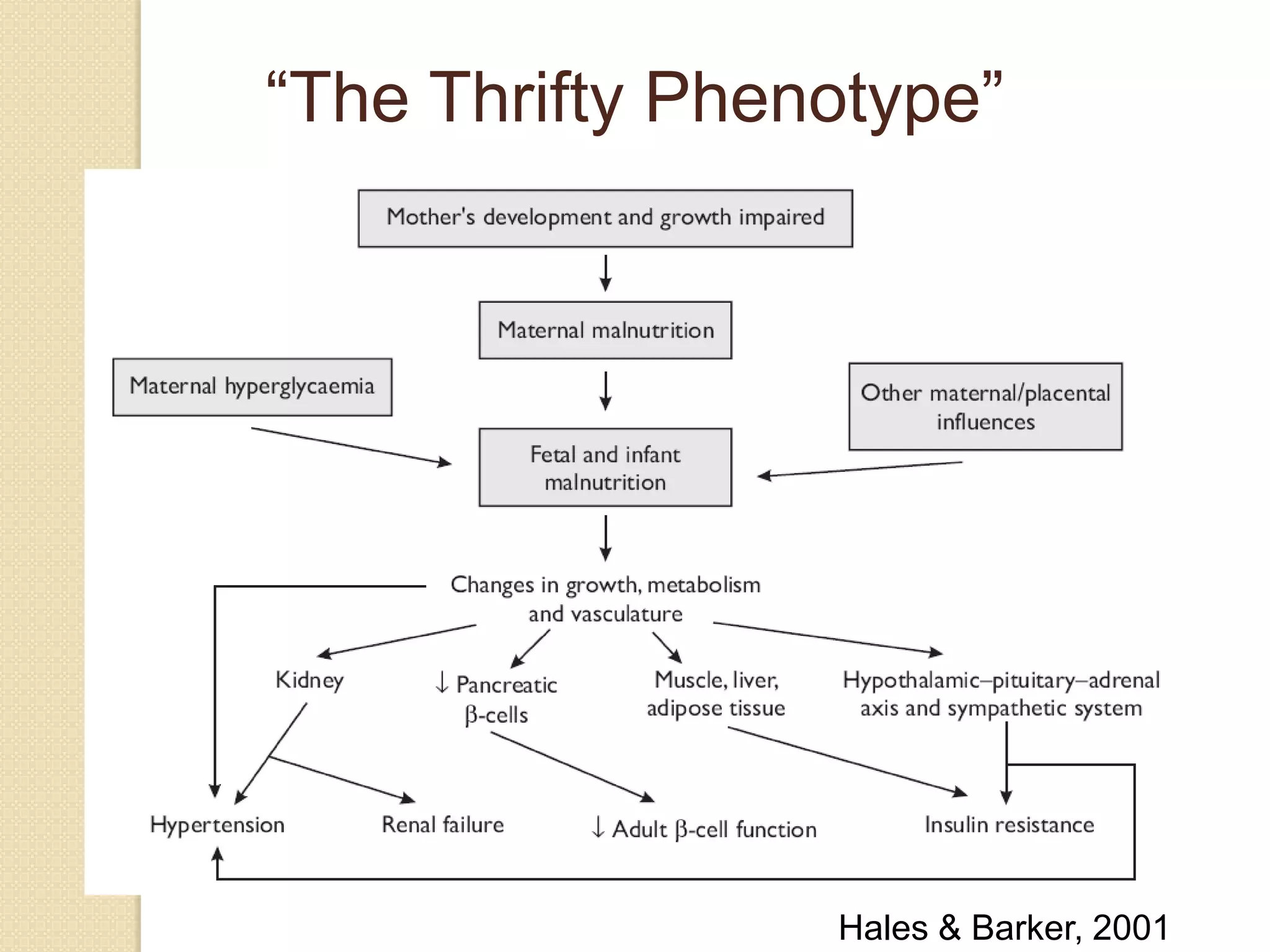 Hales & Barker, 2001
“The Thrifty Phenotype”
 