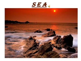 SEA
 
