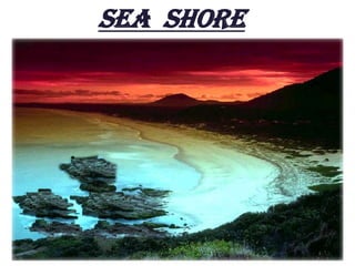 SEA SHORE
 