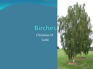 Birches Christian H. Gold 