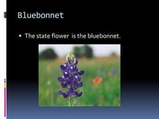 BluebonnetThe state flower is the bluebonnet.