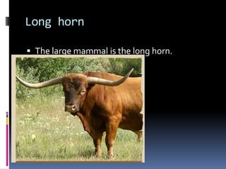 Long hornThe large mammal is the long horn.