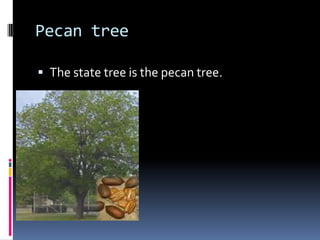 Pecan treeThe state tree is the pecan tree.