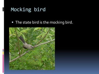 Mocking birdThe state bird is the mocking bird.
