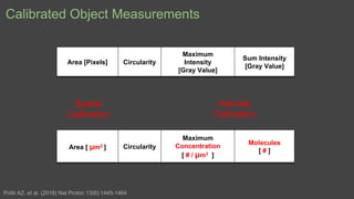 Calibrated Object Measurements
Area [Pixels] Circularity
Maximum
Intensity
[Gray Value]
Sum Intensity
[Gray Value]
Area [ ...