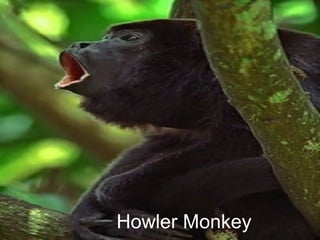 Howler Monkey 
