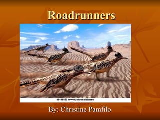 Roadrunners




By: Christine Pamfilo
 