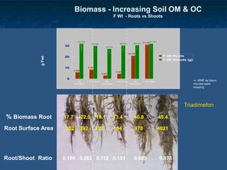 MAP MAP + Triad Mineral Fert
Root/Shoot Ratio 0.184 0.282 0.112 0.151 0.689 0.976
Biomass - Increasing Soil OM & OC
F Wt - Roots vs Shoots
g
Fwt 31.95
29.88
27.23
30.24 30.53 31.05
21.02
4.58
3.05
8.44
5.88
31.81
0
10
20
30
No
Microbes
+ Microbes No
Microbes
+ Microbes No
Microbes
+ Microbes
F Wt Roots
F Wt Shoots (g)
% Biomass Root 17.7 22.0 10.1 13.4 40.8 49.4
Root Surface Area 302 392 127 184 978 4021
Triadimefon
+/- WMF Ag blend
microbe seed
dressing
 