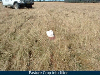 Pasture Crop into litter
 