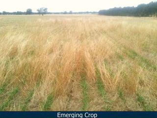 Emerging Crop
 