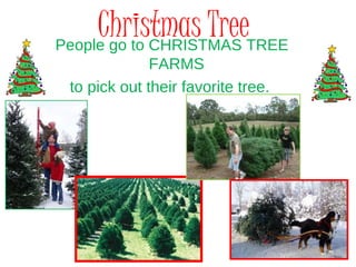 Christmas TreePeople go to CHRISTMAS TREE
FARMS
to pick out their favorite tree.
 