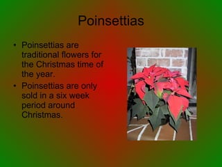 Poinsettias Poinsettias are traditional flowers for the Christmas time of the year. Poinsettias are only sold in a six week period around Christmas. 