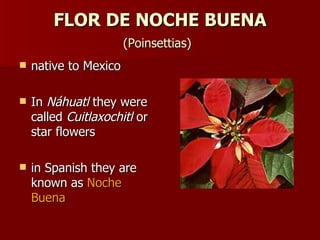 FLOR DE NOCHE BUENA  (Poinsettias)   native to Mexico  In  Náhuatl  they were called  Cuitlaxochitl  or star flowers  in Spanish they are known as  Noche Buena 