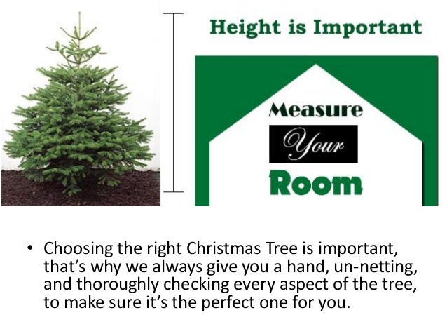 Christmas Trees In Leicestershire By Sapcote Garden Centre