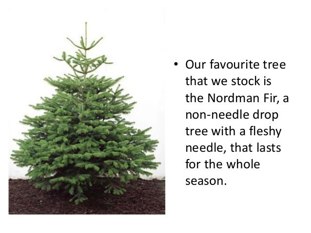 Christmas Trees In Leicestershire By Sapcote Garden Centre