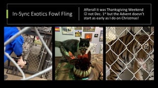 In-Sync Exotics Fowl Fling
Afterall it was Thanksgiving Weekend
 not Dec. 1st but the Advent doesn’t
start as early as I do on Christmas!
 