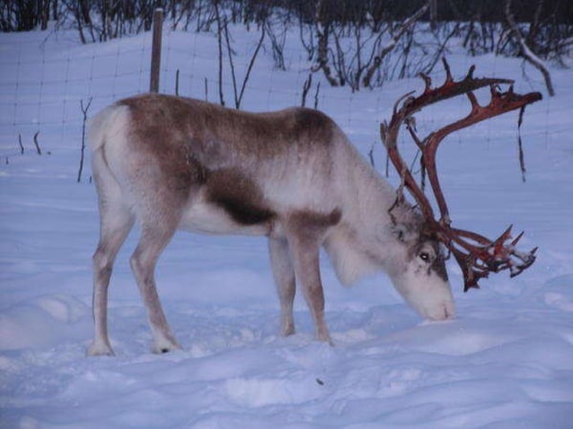 Christmas Alphabet