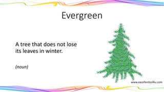 Evergreen
A tree that does not lose
its leaves in winter.
(noun)
 