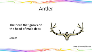 Antler
The horn that grows on
the head of male deer.
(noun)
 
