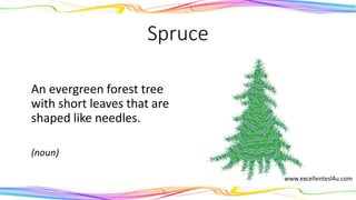 Spruce
An evergreen forest tree
with short leaves that are
shaped like needles.
(noun)
 
