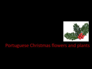 Portuguese Christmas flowers and plants
 