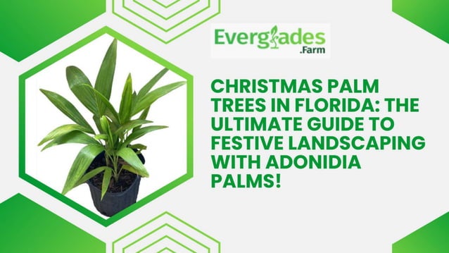 Christmas Palm Trees in Florida The Ultimate Guide to Festive Landscaping with Adonidia Palms!  PPT