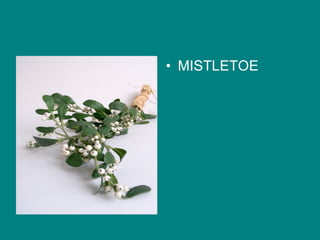 MISTLETOE 