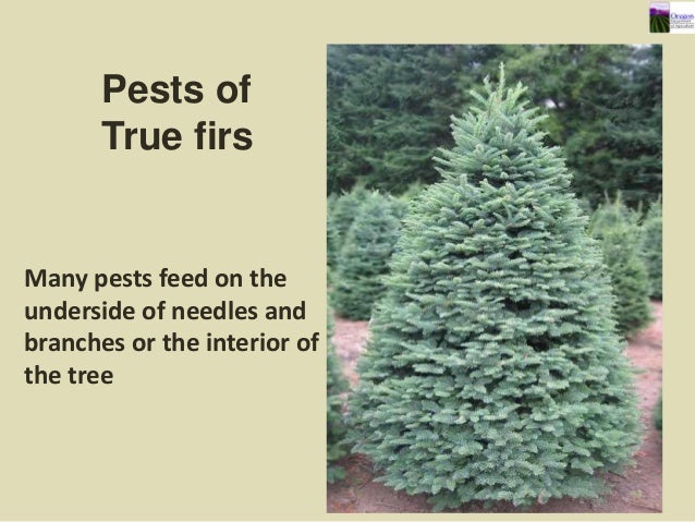 christmas tree pests 2013 christmas tree pests 2013