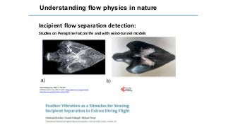 Understanding flow physics in nature
Incipient flow separation detection:
Studies on Peregrine Falcon life and with wind-tunnel models
 
