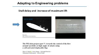 NACA 0020
Adapting to Engineering problems
Stall delay and increase of maximum lift
 