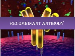 Recombinant antibody
 