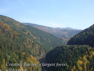 Creating Europe‘s largest forest wilderness, 