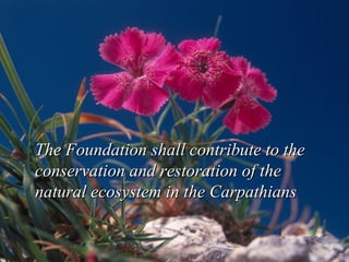 The Foundation shall contribute to the conservation and restoration of the natural ecosystem in the Carpathians 