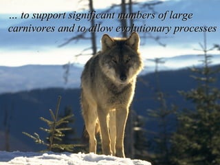 …  to support significant numbers of large carnivores and to allow evolutionary processes 