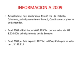 INFORMACION A 2009Actualmente  hay  sembradas  13.469  Ha  de  Cebolla Cabezona, principalmente en Boyacá, Cundinamarca y Norte de Santander.En el 2009 el País importó 66.703 Ton por un valor  de  US 8.620.000, principalmente desde Ecuador.En el 2009, el País exporto 182 Ton  a USA y Cuba por un valor de  US 157.811