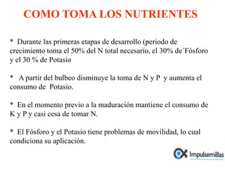 COMO TOMA LOS NUTRIENTES*  Durante las primeras etapas de desarrollo (periodo de crecimiento toma el 50% del N total necesario, el 30% de´Fósforo y el 30 % de Potasio*   A partir del bulbeo disminuye la toma de N y P  y aumenta el consumo de  Potasio.*  En el momento previo a la maduración mantiene el consumo de K y P y casi cesa de tomar N.*  El Fósforo y el Potasio tiene problemas de movilidad, lo cual condiciona su aplicación.