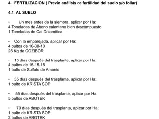 FERTILIZACION ( Previo análisis de fertilidad del suelo y/o foliar)4.1  AL SUELO    Un mes antes de la siembra, aplicar por Ha:4 Toneladas de Abono calentano bien descompuesto 1 Toneladas de Cal Dolomítica                                               Con la emparejada, aplicar por Ha:4 bultos de 10-30-1025 Kg de COZIBOR15 días después del trasplante, aplicar por Ha:4 bultos de 15-15-151 bulto de Sulfato de Amonio35 días después del trasplante, aplicar por Ha:1 bulto de KRISTA SOP 55 días después del trasplante, aplicar por Ha:5 bultos de ABOTEK  70 días después del trasplante, aplicar por Ha:1 bulto de KRISTA SOP2 bultos de ABOTEK 