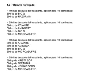 4.2  FOLIAR ( Fumigado)  10 días después del trasplante, aplicar para 10 bombadas:500 cc de BIO Q500 cc de RAZORMIN  25 días después del trasplante, aplicar para 10 bombadas:500 cc de ATLANTE500 cc de AMINOCAT500 cc de BIO Q500 cc de MICROAZUFRE  40 días después del trasplante, aplicar para 10 bombadas:500 cc de ATLANTE500 cc de AMINOCAT500 cc de BIO Q500 cc de MICROAZUFRE  55 días después del trasplante, aplicar para 10 bombadas:500 gr de KRISTA SOP500 gr de FERTIMAR200 gr de KELKAT BORO500 cc de MICROAZUFRE