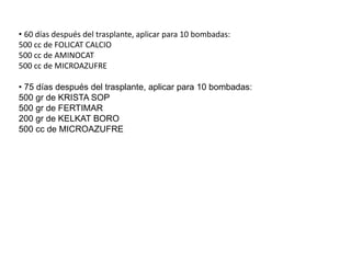 60 días después del trasplante, aplicar para 10 bombadas:500 cc de FOLICAT CALCIO500 cc de AMINOCAT500 cc de MICROAZUFRE 75 días después del trasplante, aplicar para 10 bombadas:500 gr de KRISTA SOP500 gr de FERTIMAR200 gr de KELKAT BORO500 cc de MICROAZUFRE